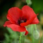 MELODY SMILES - POPPY BELLS