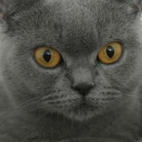 GrayNote