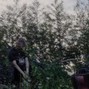 hatchetsaw - Liktal (@hatchetsaww)