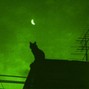 222_Digital - Chat noir