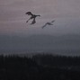 222_Digital - Fáfnir
