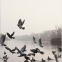 slump audios + bluskxy - birds