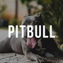 Moldee - Pitbull
