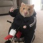 cowiexfloyz - pet bike