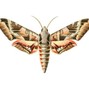 KANE - Typhon