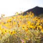 Reece Jowers - Wildflowers
