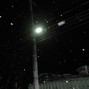 junk - voile w/ bedbug