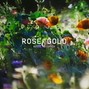 ibrandy - ROSE GOLD