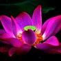 grecco - Lotus