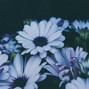 COZART - Wonderland