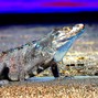 GDBH - Hip-Hop Beat "Lizard"