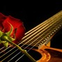Fenoz - Guitarre