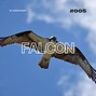 Joseph Hover - Falcon
