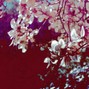 kristiyan - CHERRY BLOSSOM TOWN