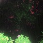 kristiyan - FREE ME - DARK YUNG LEAN TYPE BEAT (prod. kristiyan x nekr0mage)