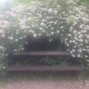 nobodysthereforme - flowers in bloom