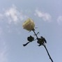 bartard - White rose