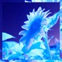 PIO - BLOOM