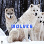 suegalbeat - WOLVES