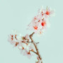 prodbyconscious - "Cherry Blossom" | Lofi Type Beat