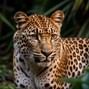 Oarber - Leopard Skin