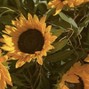 nisabeatsofficial - Sad Beat Type - My Sunflower