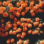 Stoic - Flower Bed