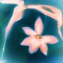 Stoic - LOTUS