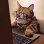 Cody Luv - copy cat