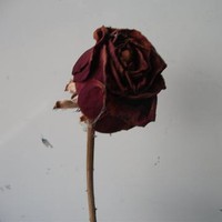 fuckdevrose