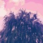 tza - whoa