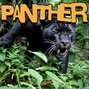 Level - PANTHER