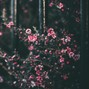 Boomism Beats - Destiny | Dj Premier Type Beat | Soulful Boom Bap