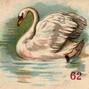 emmie - Swan