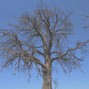 tdluke - GENESIS3.am.146