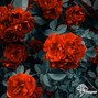 Sinapse Music -  Foundation - Bryson Tiller x Drake Rnb Type Beat