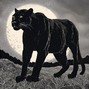 vertigobeatz - PANTHER