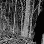 GXTHH3LL - SirenBlack