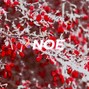 inf0 - NOE