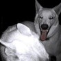 epicpohta9 - North Wolfs