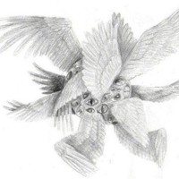 gallus
