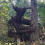 chef... - aloneinthewoods