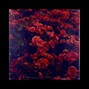 Wahid - First Love