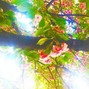 Milestone VVS ❄️ - Milestone - Floral _.生け花