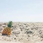 chapinthetrap - summertime fine