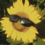 dee - MISS SUNSHINE