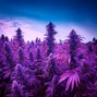 Zaiken Na Prod - "Purple" - Plugg Type Beat