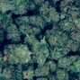 PhantomDrum - Kush