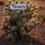 alexhitme01 - ⚡texas (150 bpm dsharp minor) @trifreeze