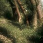 raffwreckit - "forest" Eb major 150bpm
